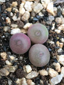 园艺种空卡佛肉锥,超粉嫩,出售商品为植物,售后不退不换,介意