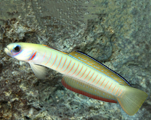 海水鱼 斑节喷射机