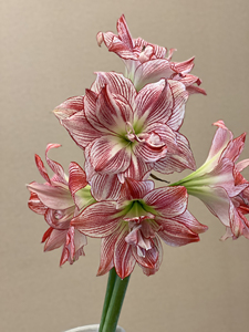 日本朱顶红,十二单衣,出售侧球50一厘米,具体多少钱按照尺寸