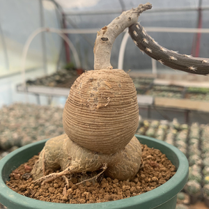 黑龙团扇块根 7.5公分左右 造型独特