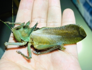 六刺天狗螽斯 龙头螽斯 野生浅绿色尸体 长度8cm 全品 2