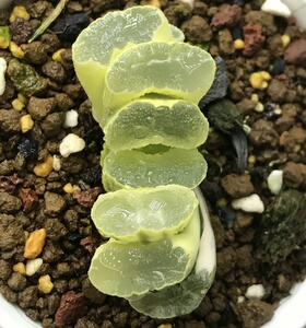 糊斑大绳玉扇锦