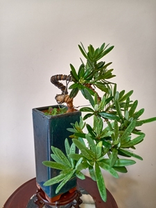 云南大理罗汉松