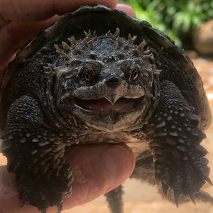 佛鳄 鳄龟 大鳄 北美 中美 魔眼佛 白化佛 黄化佛 变异佛