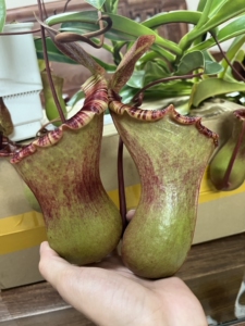 黑精灵猪笼草,侧芽练习扦插.