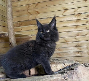 纯黑色缅因猫宠物猫缅因