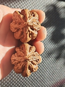 东北秋子核桃 粗筋霸王龙 异型自玩款 天然的开口尖 个性