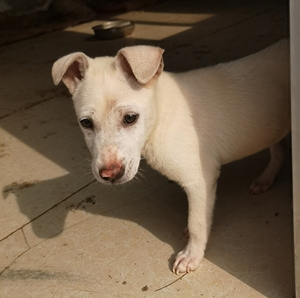 000人付款淘宝中国田园犬,金毛跟中华田园犬杂交,骨量大,长大狗,一个