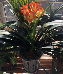 青岛大叶君子兰,母兰自养了近30年,老品种.每年都开二枝花