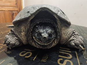 原种北美拟鳄龟