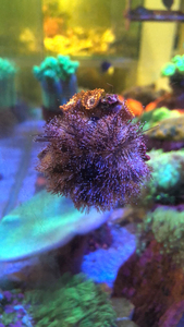 一只爱臭美的蓝礼服海胆.100不算头上戴的花