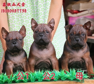 精品川东猎犬小狗还有两只公狗,机会难得哦