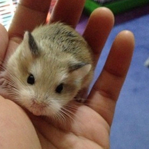 家养仓鼠老公公老婆婆公婆仓鼠公婆鼠包邮