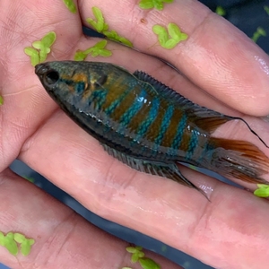 5元一条.中国斗鱼,野生斗鱼,活体活鱼,冷