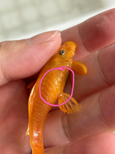 黄金胡子鱼,抱卵母鱼,蓝眼母鱼,24k红眼母鱼