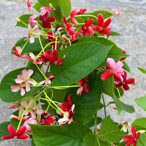 重瓣使君子花苗变色五彩爬藤植物芳香植物庭院盆栽花卉水君子花苗
