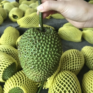 【香甜榴莲蜜】现摘当季新鲜水果湿包榴莲蜜小红肉菠萝蜜整个