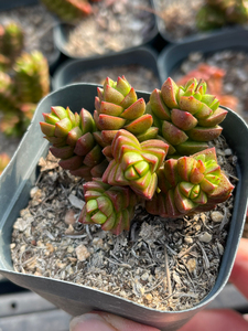 寿无限多肉植物