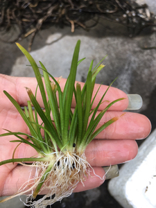 迷你小水兰15元,10棵送6棵包邮,前中景草鱼缸一共发16棵