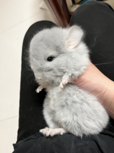 00骄傲的幻想家淘宝龙猫活物携长毛蓝宝石蓝钻龙猫mm定金,公母都有0