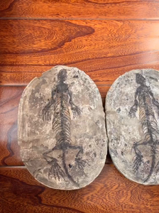 马达加斯加化石摆件 布氏霍瓦蜥 蜥蜴化石 化石标本 古生物化