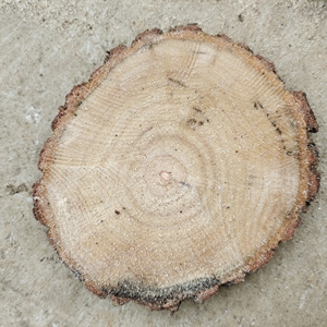 香樟木片原木片