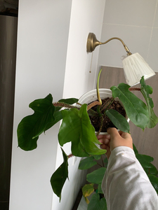 红毛飞机腿毛飞机红茎腿毛蔓绿绒粉茎喜林芋,三种大小,一二三9