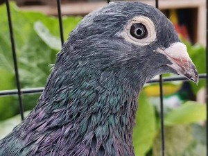 卖四川乐山高飞种鸽赛鸽,卖四川比赛信鸽工棚成绩鸽