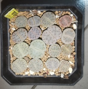 生石花植株 c104绿曲,曲玉,江南种源,大小参考7方盆