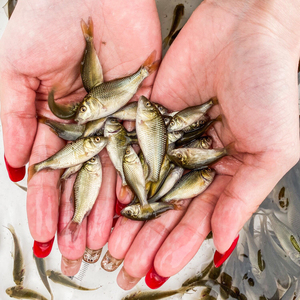 草鱼苗鲫鱼苗草金鱼淡水养殖乌龟饲料龙鱼饲料