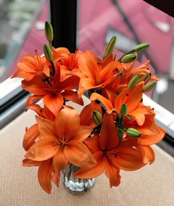 穿梭亚百合多头48元/10支,包邮