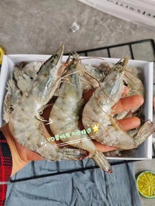 海捕大虾无冰壳薄 肉质鲜甜紧实 红脚红尾5060规格1盒(净