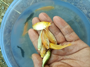 小西芥子,黄金,黑金,白金,各一条,5公分左右,随机发货,包