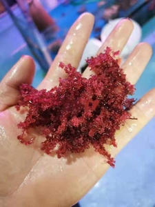 海藻 藻缸 火焰藻 鹿角藻 葡萄藻 羽毛藻 海缸必备原生海藻