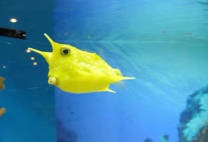 观赏鱼牛角黄木瓜海水鱼会生气水中小可爱