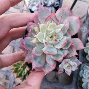 多肉植物  宝莲灯锦  玫瑰船长锦