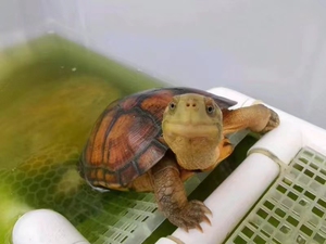极品皖南三黄牙底小青喉/观赏宠物龟/水龟/北石龟