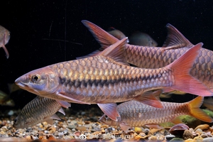 红吉罗,观赏鱼,国结,中国结鱼,吉罗鱼,原生鱼,云南原生鱼.