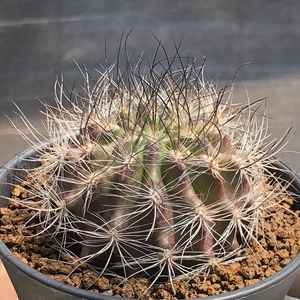 实生混乱玉仙人球 精品智力球黑刺紫皮一物一拍开花植物