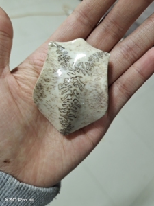 精品三界牌头骨梅花鹿骨头