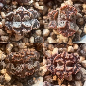 超蝶 超级蝴蝶 勋章 肉锥