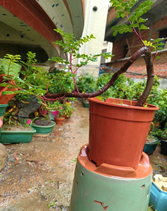 婀娜薇姿淘宝正宗云南红芽清香木造型盆栽树苗幼苗驱蚊草植物室外好