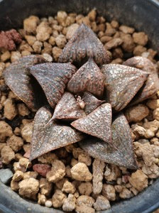 实生青蟹寿,瓦苇十二卷寿,大小参考9.5cm盆,带盆带土发货