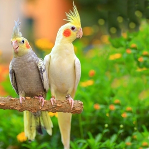 会说话的大鹦鹉活鸟一对