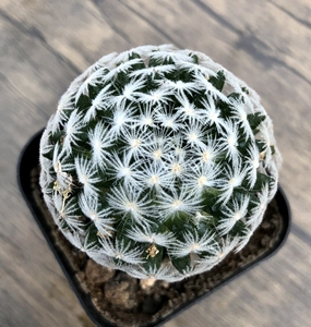 杜威丸 实生软毛无刺仙人球 3-5cm 裸根不带土