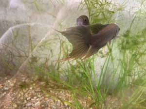 海南黑叉斗鱼淡水易养11-12厘米,7个月鱼龄