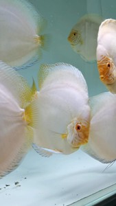 七彩神仙鱼 白蝴蝶 条条大饼 洁白无瑕红眼 懂货的来