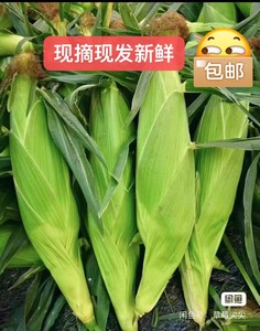 【16.8抢5斤】云南水果甜玉米脆甜爆汁生吃新鲜玉米甜苞米甜