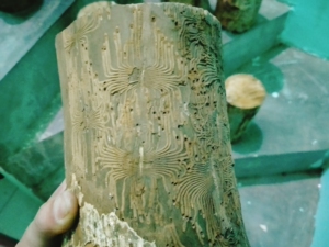 金丝楠虫纹笔筒料(也有带丁丁楠的虫纹料)