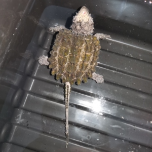 收退坑大鳄苗,严全大鳄,弓背长甲大头的最好,有货的老板带来换